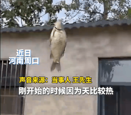 皇冠信用網最高占成_男子在家操控无人机钓鱼皇冠信用網最高占成,当天就钓上十几条,当事人:不要轻易尝试,已被鱼拉下水十几个无人机