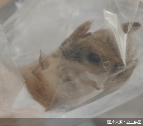皇冠信用網申请条件_老鼠乱窜、直饮水发黄皇冠信用網申请条件,北京业主千万元买的和锦诚园居然是这样