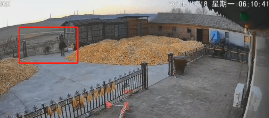 皇冠信用网怎么注册_老虎扑咬 73 岁老人撞到铁栅栏皇冠信用网怎么注册,家属:老虎咬人后欲闯我家