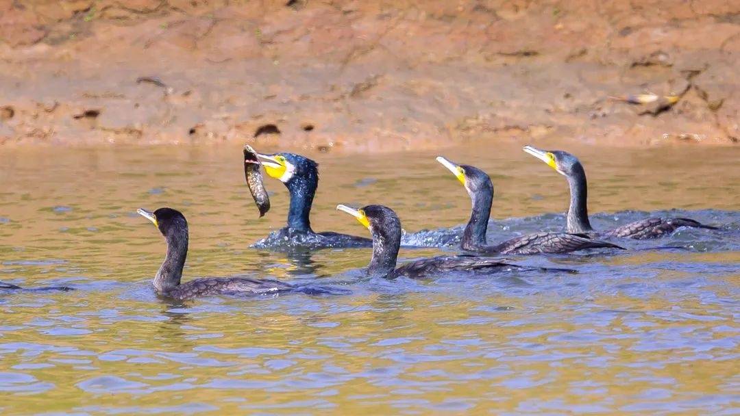 皇冠信用网最新地址_500只普通鸬鹚在武汉捕鱼皇冠信用网最新地址,专家:整个冬天都能看到,每只鸬鹚一天可吃10余斤