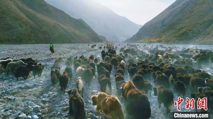 皇冠信用网出租_新疆阿克苏地区逾48万头(只)牛羊完成转场