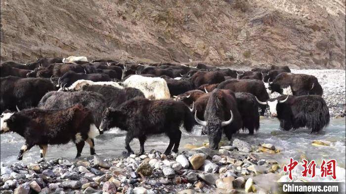 皇冠信用网出租_新疆阿克苏地区逾48万头(只)牛羊完成转场