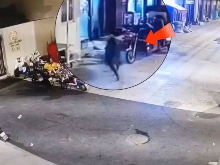 正版皇冠信用网代理_惊险!武汉一野猪凌晨攻击早餐店正版皇冠信用网代理,53岁店老板透露细节