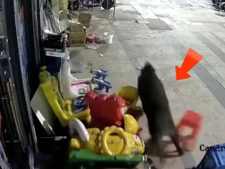 正版皇冠信用网代理_惊险!武汉一野猪凌晨攻击早餐店正版皇冠信用网代理,53岁店老板透露细节