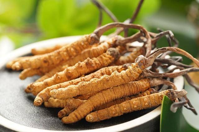 皇冠信用盘会员开户
_价值18万余元!男子在祁连山非法收购5632根冬虫夏草皇冠信用盘会员开户
,构成危害国家重点保护植物罪获刑