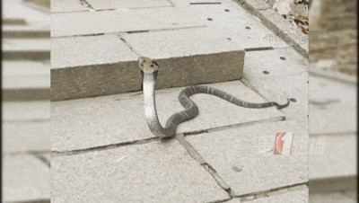 WNBA比分
_太吓人！深圳16天接警232宗！“抓不完WNBA比分
，根本抓不完……”