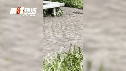 WNBA比分
_太吓人！深圳16天接警232宗！“抓不完WNBA比分
，根本抓不完……”