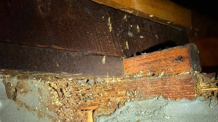 WNBA成绩
_紧急提醒：瞬间爆发！上海市民崩溃：密密麻麻WNBA成绩
，蠕蠕爬行...“梧桐区”已开始战斗，白蚁或提前分飞