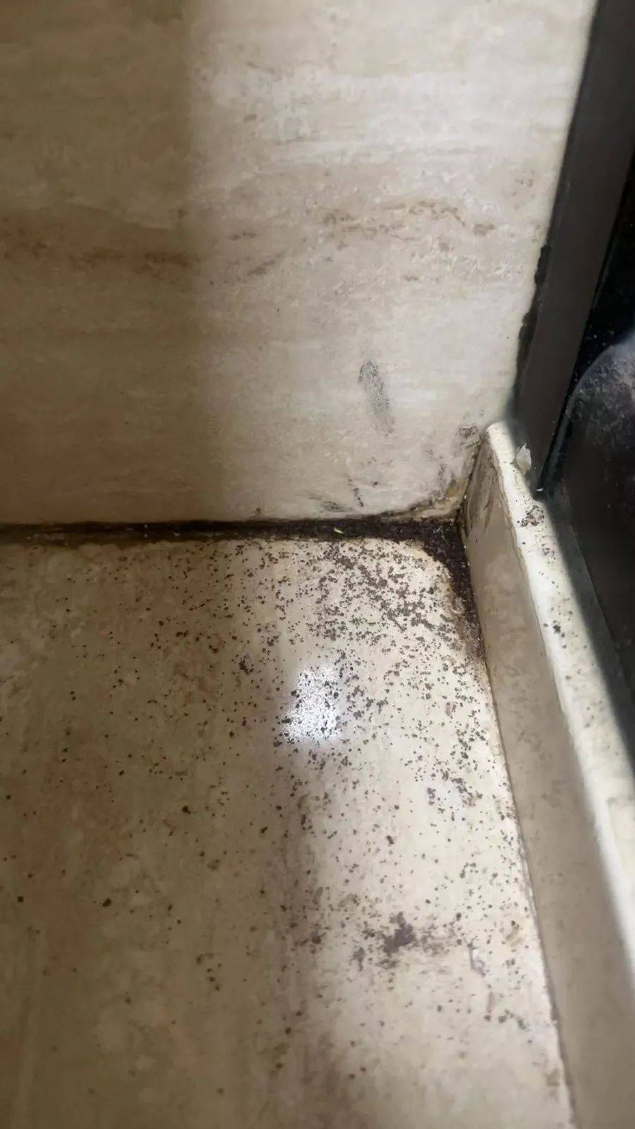 WNBA成绩
_紧急提醒：瞬间爆发！上海市民崩溃：密密麻麻WNBA成绩
，蠕蠕爬行...“梧桐区”已开始战斗，白蚁或提前分飞