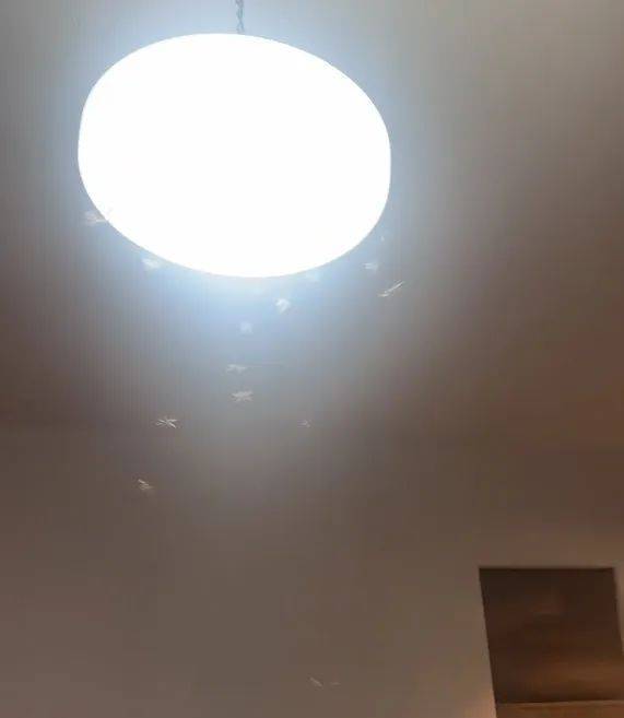 WNBA成绩
_紧急提醒：瞬间爆发！上海市民崩溃：密密麻麻WNBA成绩
，蠕蠕爬行...“梧桐区”已开始战斗，白蚁或提前分飞