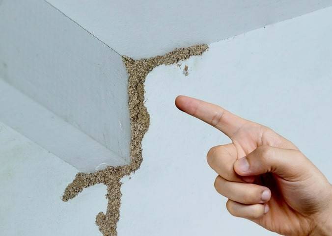 WNBA成绩
_紧急提醒：瞬间爆发！上海市民崩溃：密密麻麻WNBA成绩
，蠕蠕爬行...“梧桐区”已开始战斗，白蚁或提前分飞