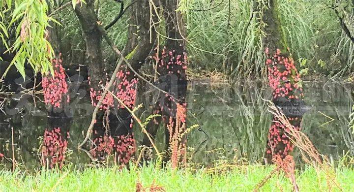 东亚足球锦标赛2025(在南韩)
_头皮发麻东亚足球锦标赛2025(在南韩)
！贵阳十里河滩的树干被“染”成粉色