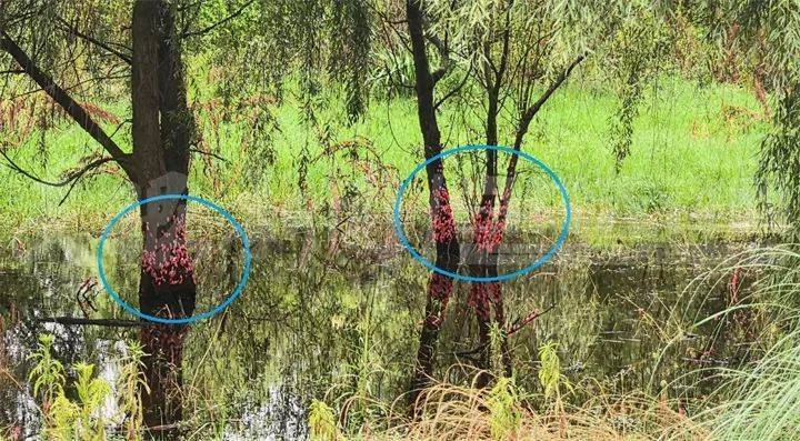 东亚足球锦标赛2025(在南韩)
_头皮发麻东亚足球锦标赛2025(在南韩)
！贵阳十里河滩的树干被“染”成粉色