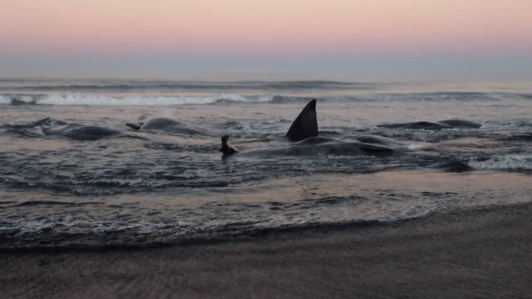 皇冠登一登二登三区别
_日本海啸警报190万人撤离皇冠登一登二登三区别
,横滨出现河水倒流,海啸持续一天
