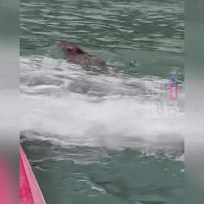 皇冠信用网出租足球
_“没想到海里会有野猪皇冠信用网出租足球
!” 深圳大梅沙一女子被撞致骨折