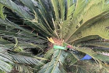 纳什维尔vs亚特兰大联_女子与妹妹因清理狗屎发生争执纳什维尔vs亚特兰大联,将2只狗从21楼扔下摔死,狗买回不到一个月,最小1斤重