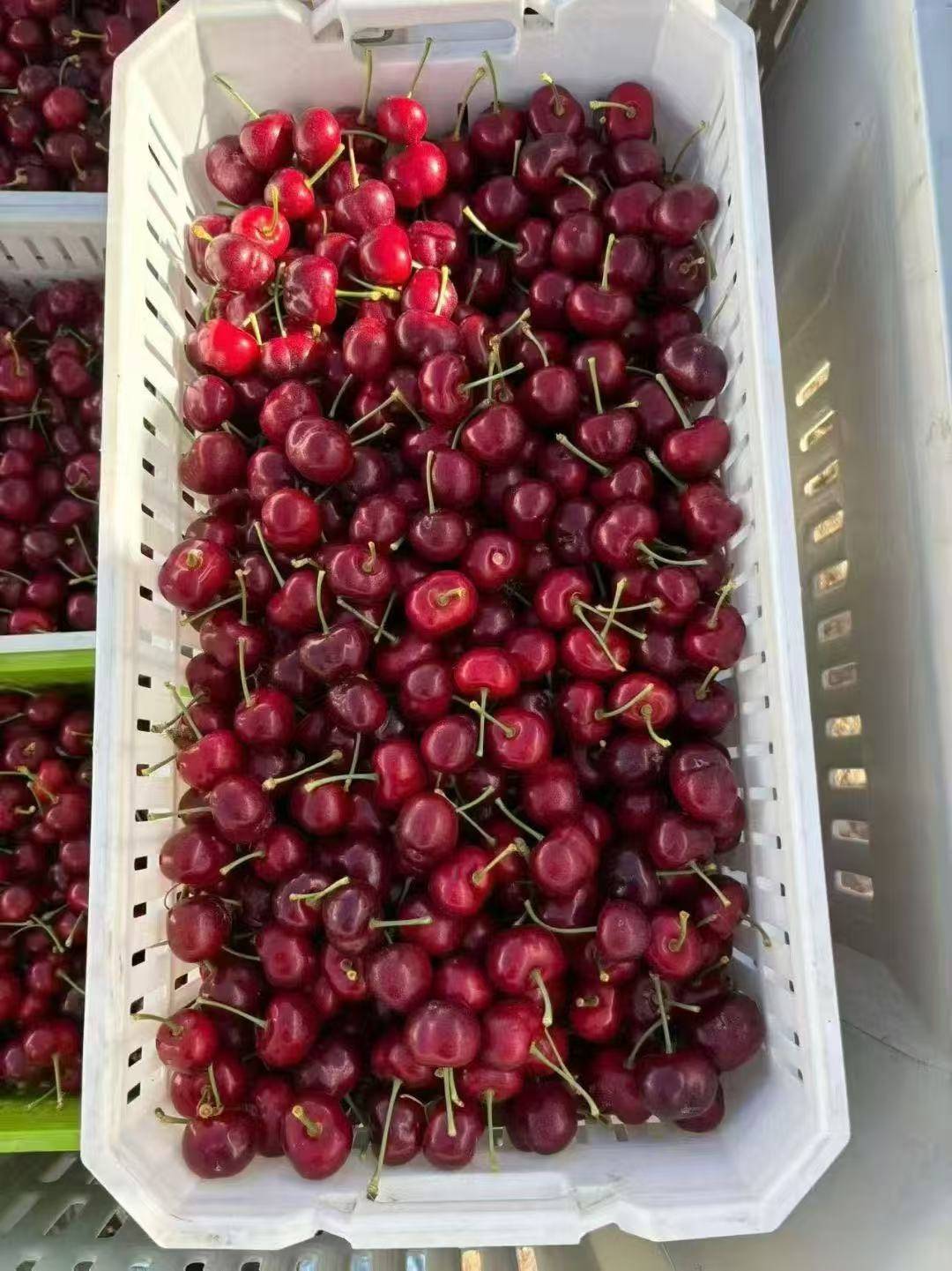 皇冠信用网如何申请
_武汉第一波智利车厘子从1700元每件降至800元皇冠信用网如何申请
,有批发果商每天卖出1千斤,回应:主要流向高端客户